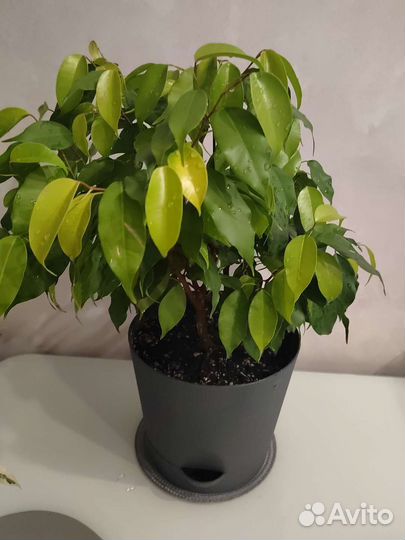 Фикус бенджамина