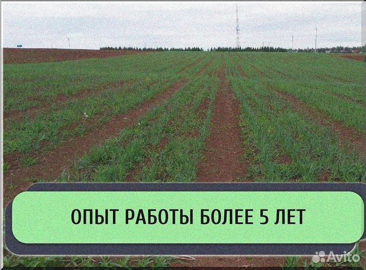 Ищу инвестора в сх. Доход до 50%