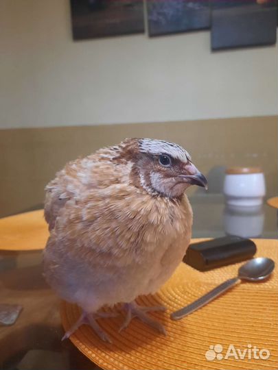 Перепела продажа