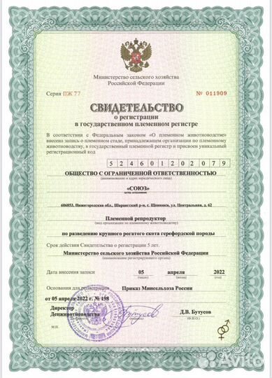 Телки герефордской породы класса класса элита и эл