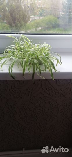 Хлорофитум