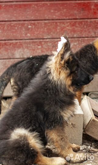 Щенки немецкой овчарки