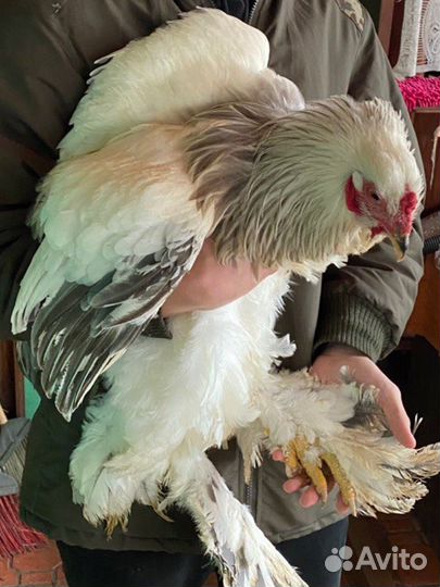 Брама голубоколумбийская