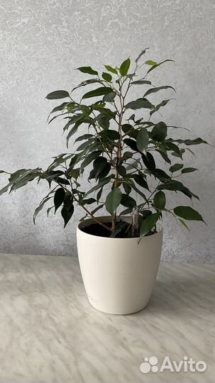 Бенджамина