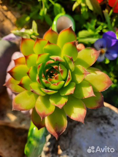 Молодило (Эхеверия)