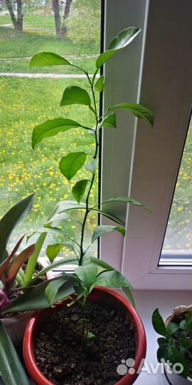 Лимонное дерево