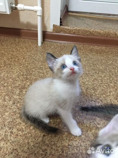 Котята в добрые ручки