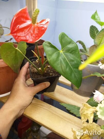 Комнатные цветы