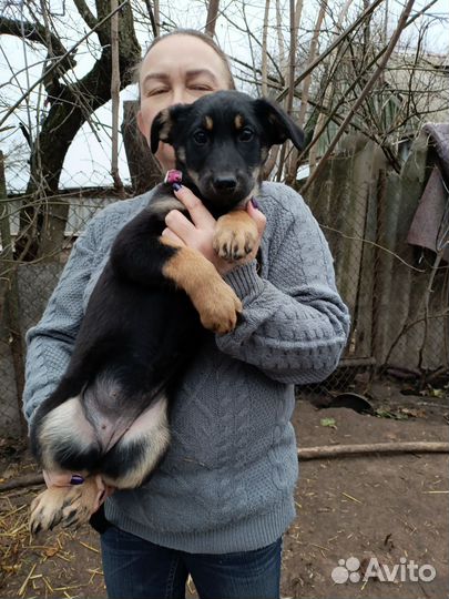 Щенок в добрые руки бесплатно