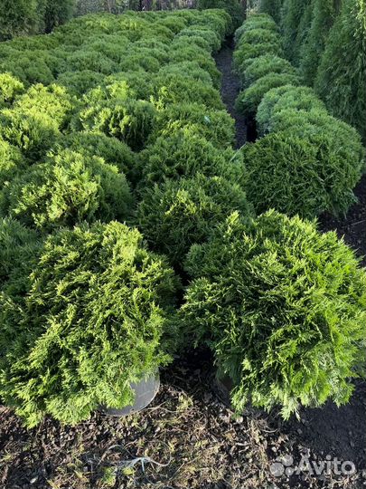 Туя Даника из питомника