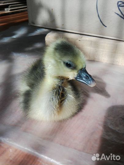 Гусята суточные, яйца гусиные