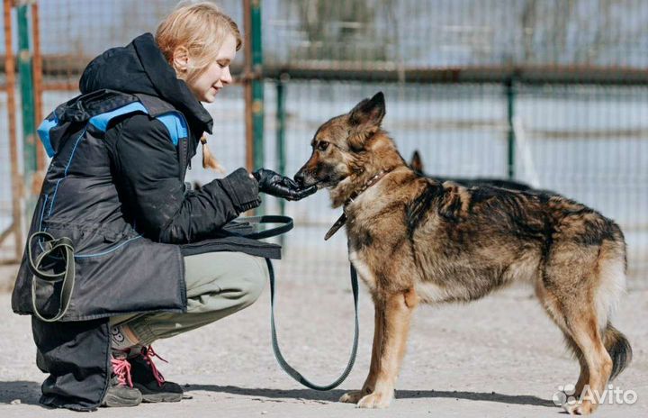 Дрессировка собак, зоопсихолог