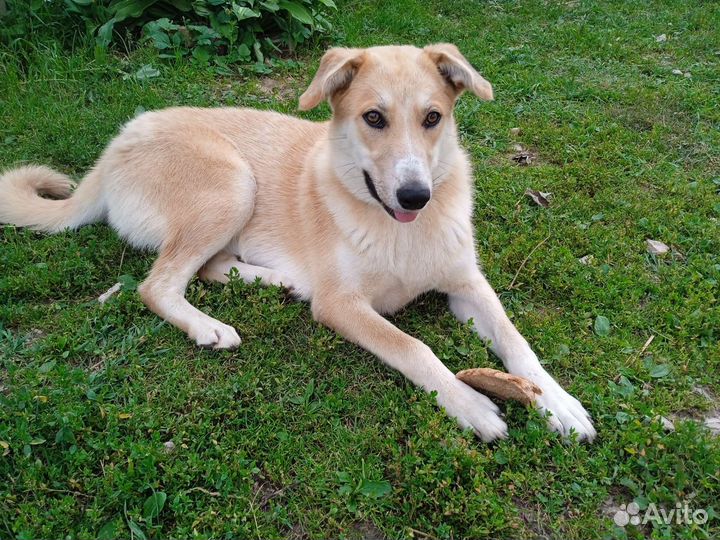 Метис лайки