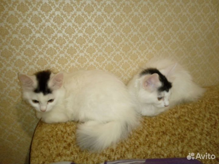 Отдам бесплатно двух милых кошечек