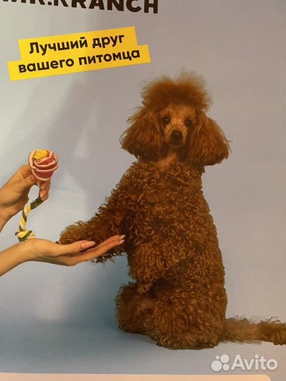 Собака для фотосессии