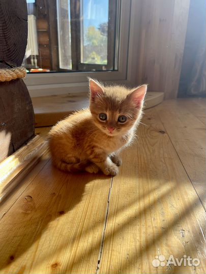 Котенок Коржик