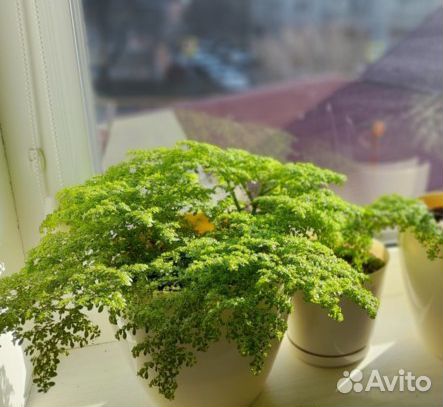 Пилея мелколистная