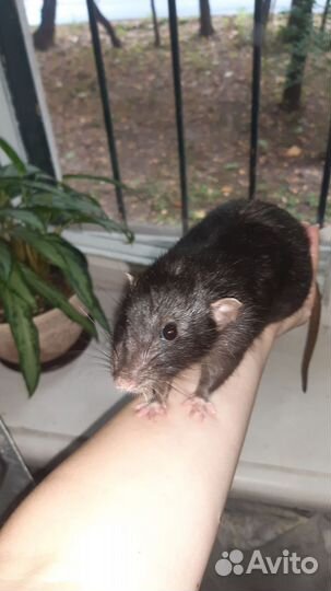 Крыса дамбо