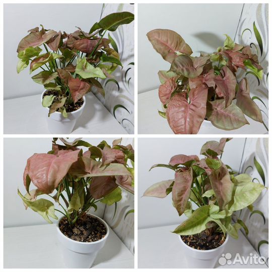 Сингониумы