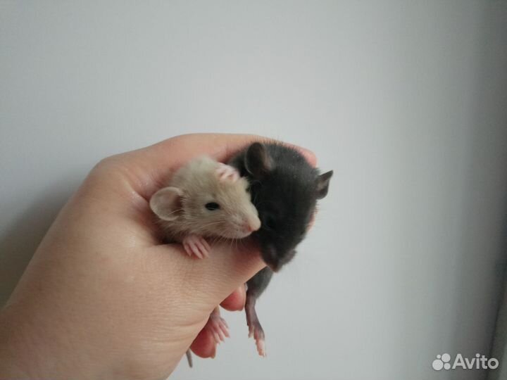 Крыса дамбо