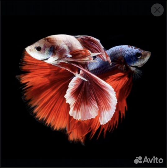 Рыбы петушок