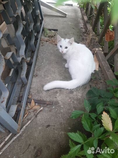 Котята в добрые руки бесплатно