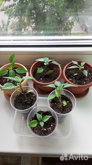 Рассада перчика комнатного