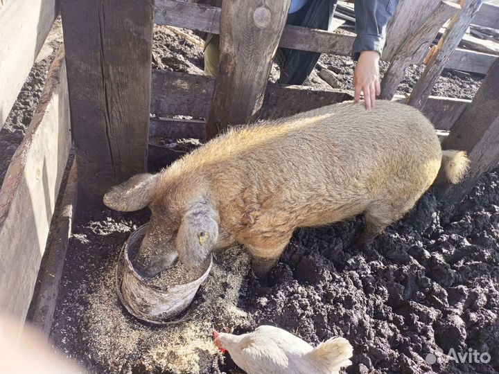 Хряк на племя