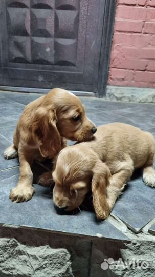 Кокер спаниель