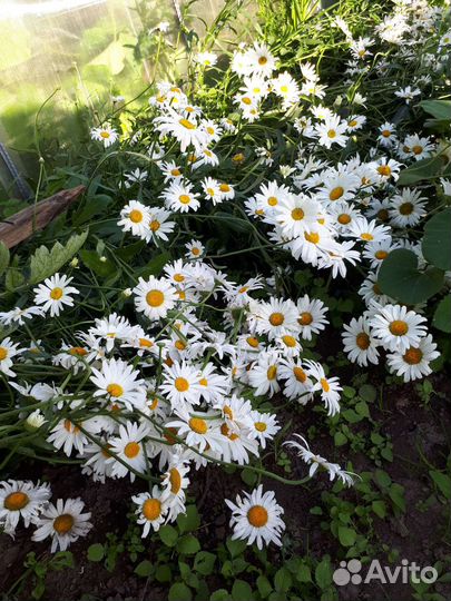 Флоксы многолетние, гипсафила, ромашка садовая