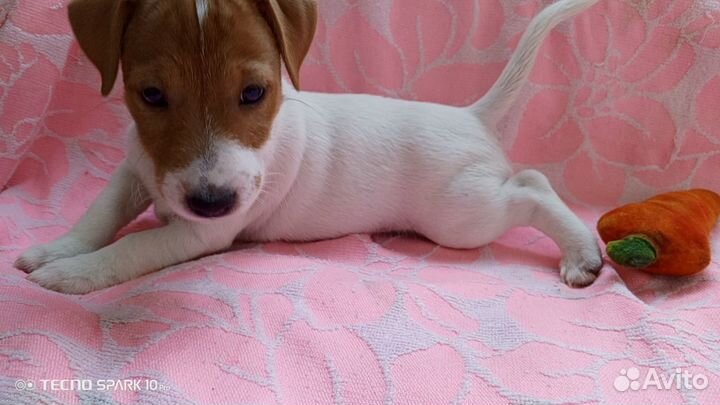 Джек рассел терьер