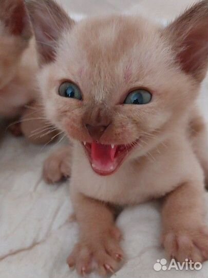 Бурманские котята