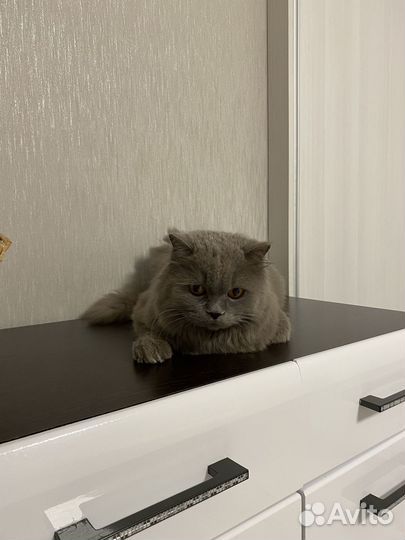 Отдам в хорошие руки