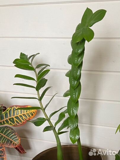 Замиокулькас