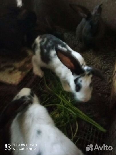 Продам кроликов