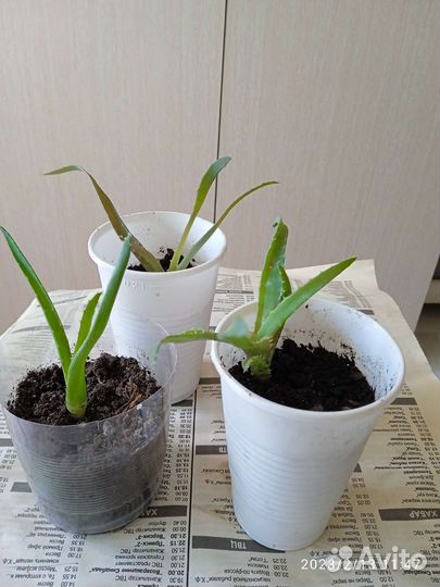 Комнатные растения цветы алоэ