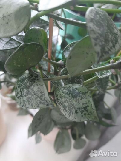 Хойя, пеперомия, хавортия