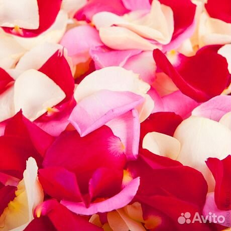 Лепестки роз