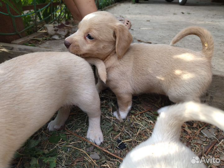 Щенки