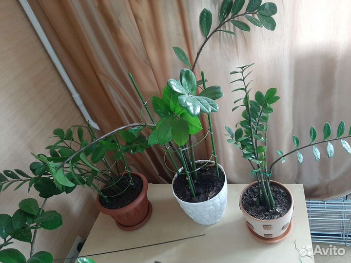 Замиокулькас