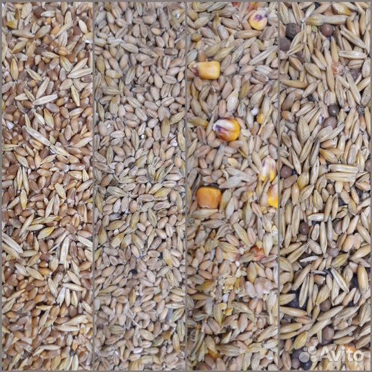 Зерносмесь на корм с/х животным и птице