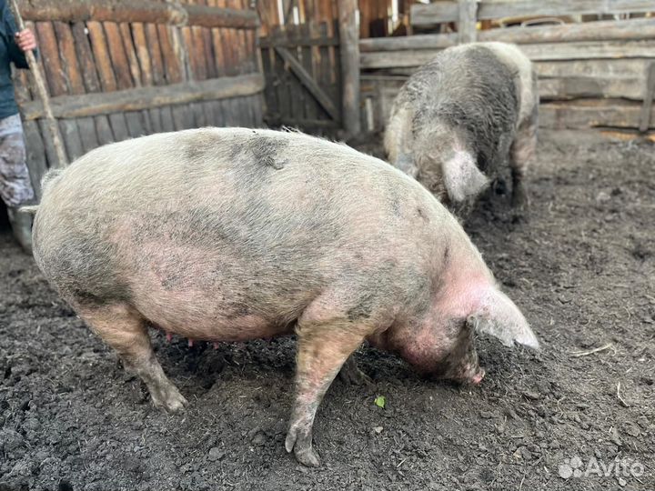 Свиноматка и боров