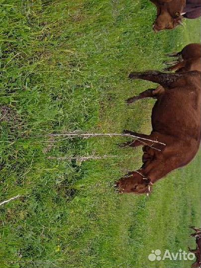 Коровы и телки продаю или меняю на авто