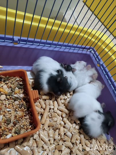 Сирийский хомяк, персики (5шт)