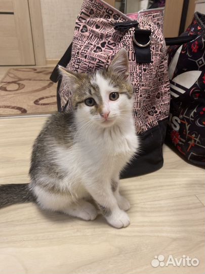 Котенок мальчик бесплатно