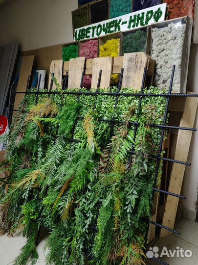 Растения для озеленения потолков, от