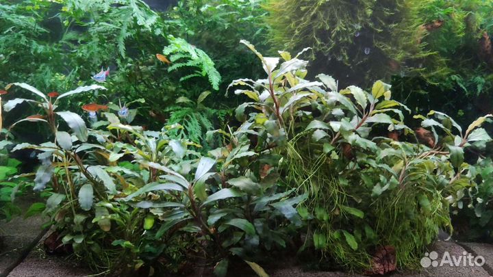 Аквариумные растения