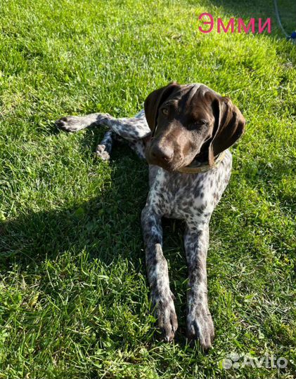 Щенок курцхаара