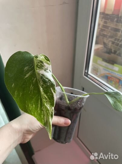 Монстера вариегатная альба черенки