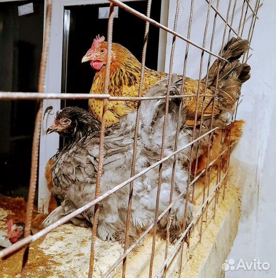 Курица наседка породы Брама